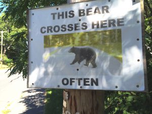 this bear crosses here, often 2